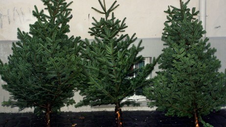 Juletresalg (Foto: Scanpix/SCANPIX) Juletresalg (Foto: Scanpix/SCANPIX)