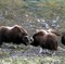 Nesten 300 moskus holder til i Dovrefjell.