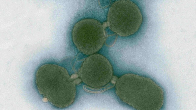 Synthetic Cell (AP)