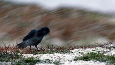 Kråke i storm (Foto: Stig Sund) Kråke i storm (Foto: Stig Sund)