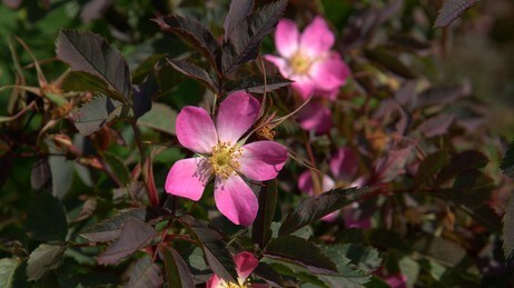 Doggrose (Foto: Per Foss/NRK)