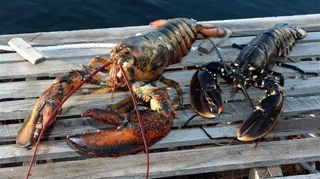 Amerikansk og europeisk hummer (Foto: Havforskningsinstuittet (Øystein Paulsen)) Amerikansk og europeisk hummer (Foto: Havforskningsinstuittet (Øystein Paulsen))