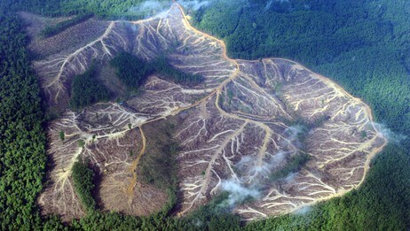 Indonesia avskoging (Foto: Romeo Gacad/Afp) Indonesia avskoging (Foto: Romeo Gacad/Afp)