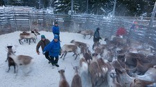 Østre Namdal reinbeitedistrikt velger rein til slakt (Foto: Kjartan Trana/NRK)