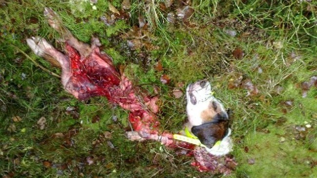 Hund drept av ulv (Foto: Privat) Hund drept av ulv (Foto: Privat)