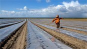Fugleskremsel på Nærland Fugleskremsel på Nærland