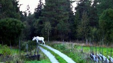 Albinoelg (Foto: Privat/Kirsten Foss Hansen)