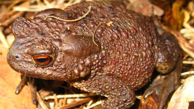 Nordpadden med giftkjertler i nakken (Foto: Wikipedia) Nordpadden med giftkjertler i nakken (Foto: Wikipedia)