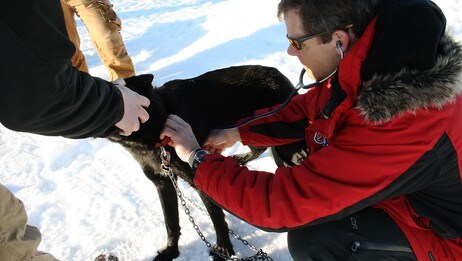 Veterinær (Foto: Vibeke Lund Pettersen/NRK)