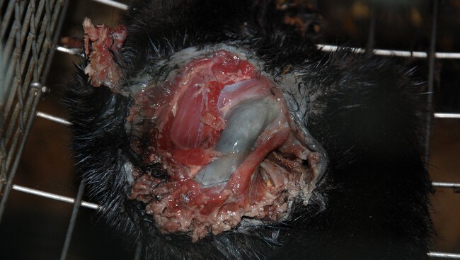Oppspist mink (Foto: Nettverk for dyrs frihet)