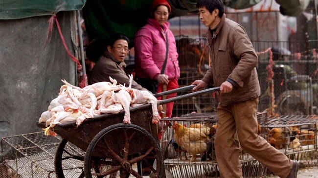 Fjærfemarked i Shanghai. (AP)