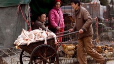 Fjærfemarked i Shanghai. (AP)