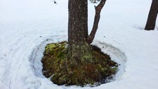 Snø som har smeltet rundt et tre (Foto: Tore Sølvberg) Snø som har smeltet rundt et tre (Foto: Tore Sølvberg)