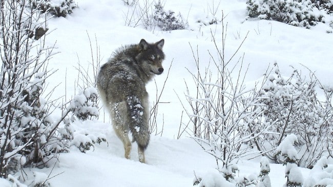Ulv i snøen (Foto: Liv Engholm/NRK) Ulv i snøen (Foto: Liv Engholm/NRK)