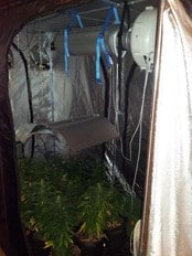 Cannabisplantasje (Foto: Politiet) Cannabisplantasje (Foto: Politiet)