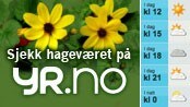 Sjekk hageværet på yr.no