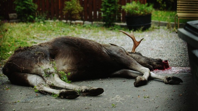 Død elg (Foto: Cornelius Poppe, Poppe, Cornelius)