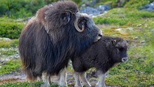 Moskus passer godt på kalven sin (Foto: Odd E. Kjølstad) Moskus passer godt på kalven sin (Foto: Odd E. Kjølstad)