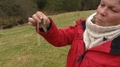 Ulvesone - Ulvesonene på Østlandet bør opprettholdes. Det er konklusjonen fra ulvesoneutvalget. I en ny rapport foreslår de kun små endringer i dagens ulveområder. 