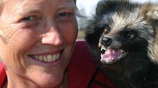 Kari Toft og mårhund (Foto: Jørn Norli/NRK)
