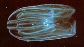 Nordamerikansk Kammanet, Mnemiopsis leidyi
