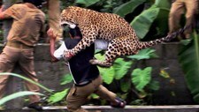 Leopard-angrep India (Foto: Anonymous/Ap) Leopard-angrep India (Foto: Anonymous/Ap)