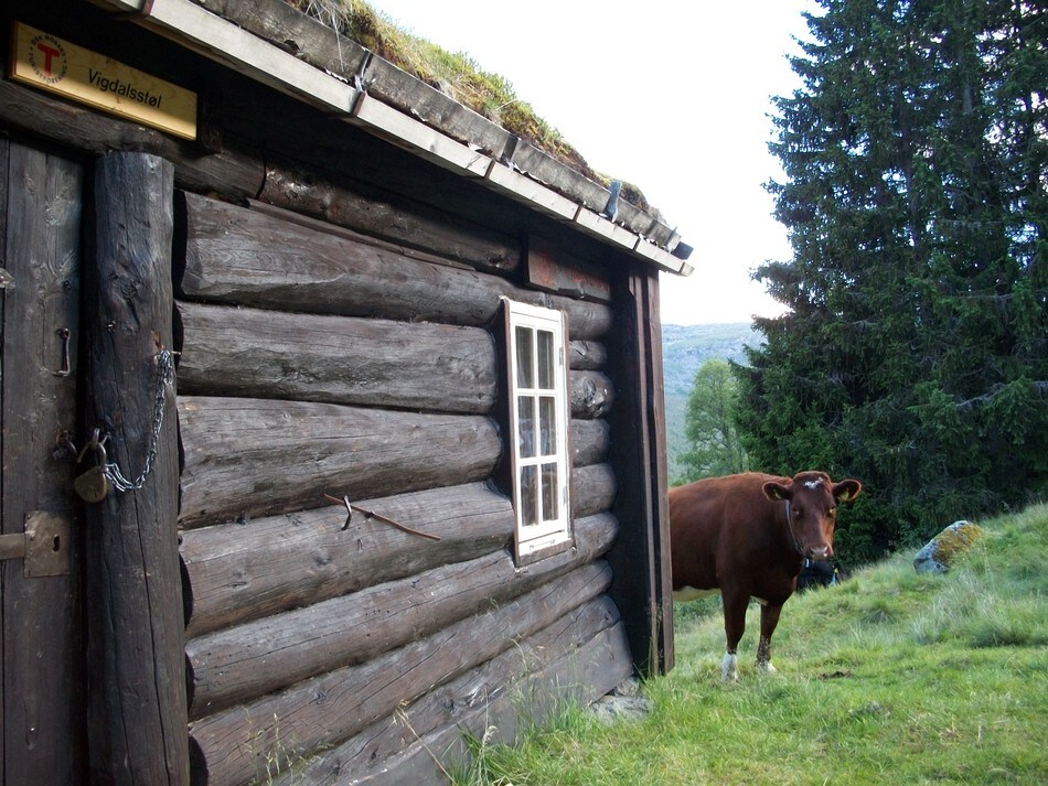 Hyttevakten på Vigdalsstøl
