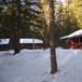 Svartskogkoia