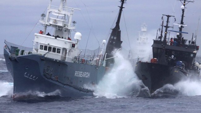 Et skip fra Sea Shepherd kolliderer med et japansk hvalfangststskip i Sørishavet (Foto: Institute of Cetacean Research/Ap) Et skip fra Sea Shepherd kolliderer med et japansk hvalfangststskip i Sørishavet (Foto: Institute of Cetacean Research/Ap)
