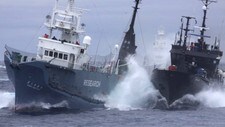 Et skip fra Sea Shepherd kolliderer med et japansk hvalfangststskip i Sørishavet (Foto: Institute of Cetacean Research/Ap) Et skip fra Sea Shepherd kolliderer med et japansk hvalfangststskip i Sørishavet (Foto: Institute of Cetacean Research/Ap)