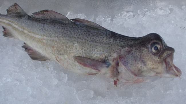 Torsk med utvekst på hodet og ødelagt munn (Foto: Fiskeridirektoratet)