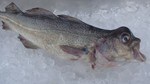 Torsk med utvekst på hodet og ødelagt munn