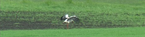 Stork (Foto: Håkon Løkken) Stork (Foto: Håkon Løkken)