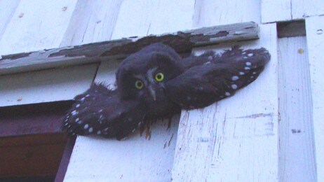 Perleugle (Privat) Perleugle (Privat)