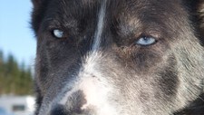 Alaska husky (Foto: Kari Toft/NRK) Alaska husky (Foto: Kari Toft/NRK)