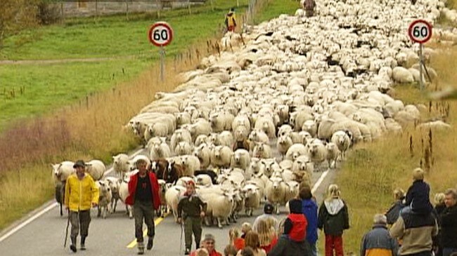 Sauesanking Sirdal (NRK) Sauesanking Sirdal (NRK)
