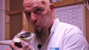 Her blir en slange født - En slange ble født på Akvariet i Bergen onsdag.