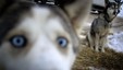 Fakta og kuriosa om hundekjøring