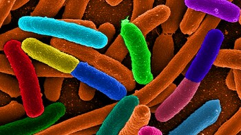  Several species E. coli in fake stained  electron microscope image 