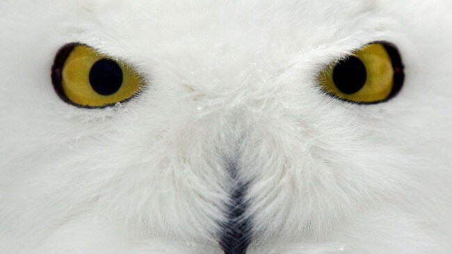 Snøugle (Foto: David Duprey/Scanpix/AP)