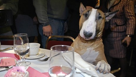 Hund ved spisebord (Foto: SHIHO FUKADA/AP) Hund ved spisebord (Foto: SHIHO FUKADA/AP)