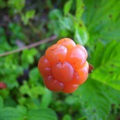 Multe-sommer (Foto: Herdis Arnes Solheim) Multe-sommer (Foto: Herdis Arnes Solheim)