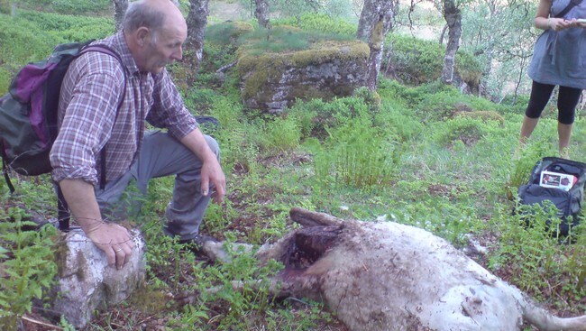 Sauekadaver på Hetlestølen i Gaular. (Foto: MMS-foto: Arne Stubhaug/NRK)
