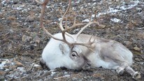 Rein med mistenkt rabies (Foto: Sysselmannen) Rein med mistenkt rabies (Foto: Sysselmannen)