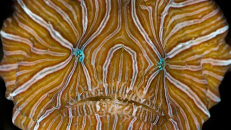 Psychedelic Frogfish (Foto: David Hall/David Hall / seaphotos.com) Psychedelic Frogfish (Foto: David Hall/David Hall / seaphotos.com)