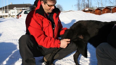 Veterinær (Foto: Vibeke Lund Pettersen/NRK)