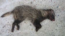 Den drepte mårhunden i Karasjok (Foto: Statens Naturoppsyn) Den drepte mårhunden i Karasjok (Foto: Statens Naturoppsyn)