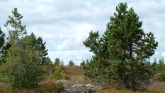 Løiten ungdomsforening plantet buskfuru på Svaen og Nordhue i et forsøk på 