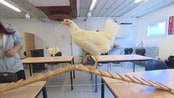 Får høna til å gjøre triks - Elevene på landbrukslinja på Søgne videregående skole trener opp høner til å gjøre triks. Målet er å bli gode dyretrenere. 