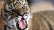 Tigerunge (Foto: SIPHIWE SIBEKO/REUTERS) Tigerunge (Foto: SIPHIWE SIBEKO/REUTERS)